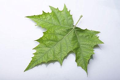 《糖豆人》新增PC和PS跨平台联机组队功能